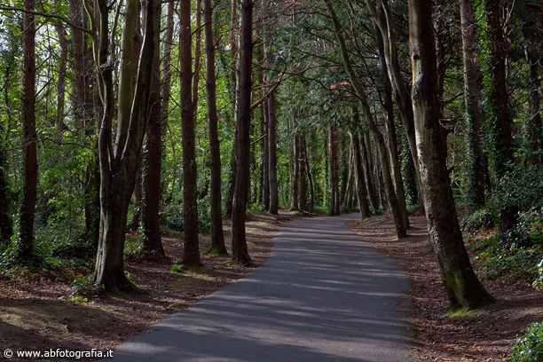 Strada nel bosco, Castello di Malahide - Irlanda
