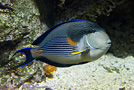 Pesce Chirurgo Zebrato (Acanthurus sohal), Acquario di Genova - Italia