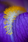 Iris, particolare, Parco giardino Sigurt - Italia