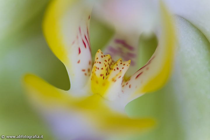 Orchidea - Particolare