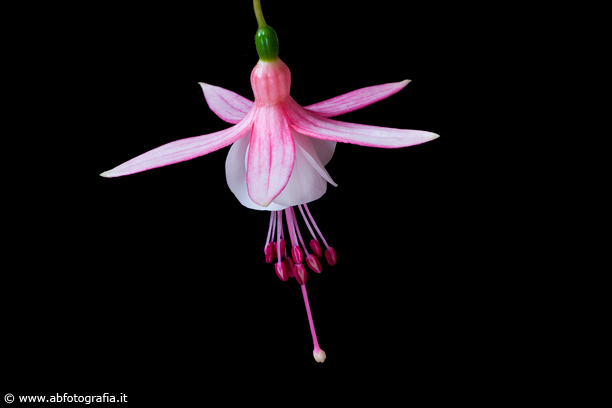 Fuchsia magellanica - Italia