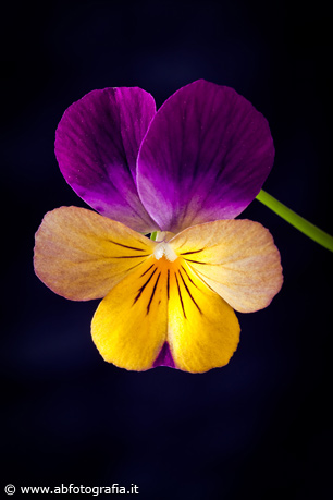Viola cornuta, Giardino di casa - Italia