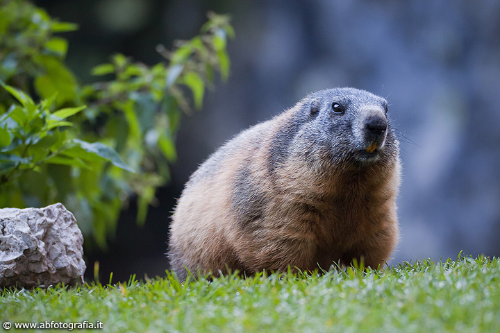 Marmotta (Marmota marmota), Dolomiti - Italia