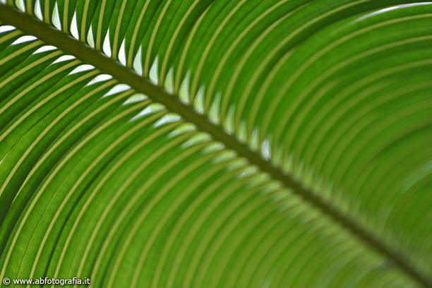 Particolare di foglia di palma, Parco botanico di Minoprio - Italia