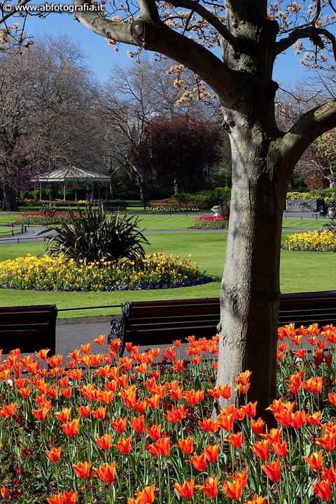 Tulipani al St. Stephen's Green (parco), Dublino - Irlanda