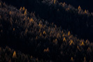 Larici: luci e ombre, Monte Tremezzo - Italia