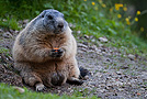 Marmotta seduta, Dolomiti - Italia