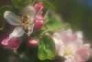 Ape sui fiori di un melo, Parco botanico di Minoprio - Italia